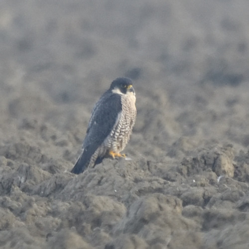 Falco pellegrino (Falco peregrinus)