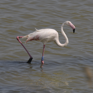 Fenicottero rosa (Phoenicopterus roseus)