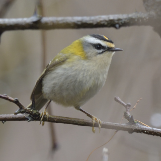 Fiorrancino (Regulus ignicapilla)