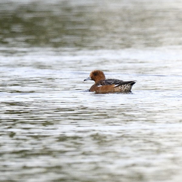 Fischione (Mareca penelope)