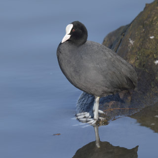 Folaga (Fulica atra)