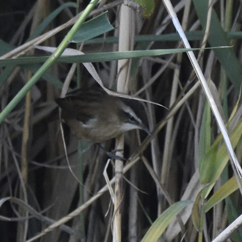 Forapaglie castagnolo (Acrocephalus melanopogon)