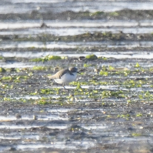 Fratino (Charadrius alexandrinus)