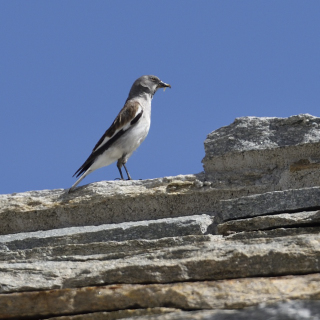 Fringuello alpino (Montifringilla nivalis)