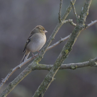 Fringuello (Fringilla coelebs)