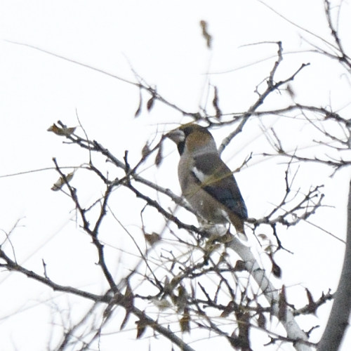 Frosone (Coccothraustes coccothraustes)