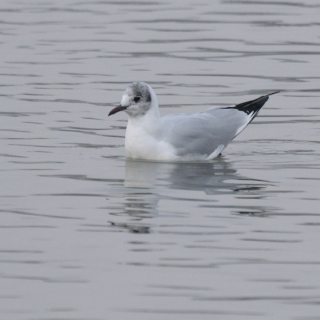 Gabbiano comune (Chroicocephalus ridibundus)