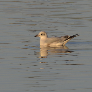 Gabbiano corallino (Ichthyaetus melanocephalus)