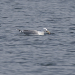 Gabbiano reale pontico (Larus cachinnans)