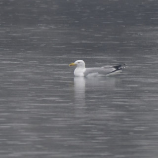 Gabbiano reale (Larus michahellis)