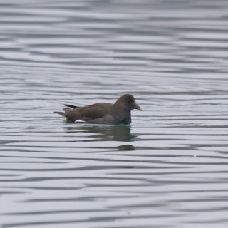 Gallinella d'acqua (Gallinula chloropus)