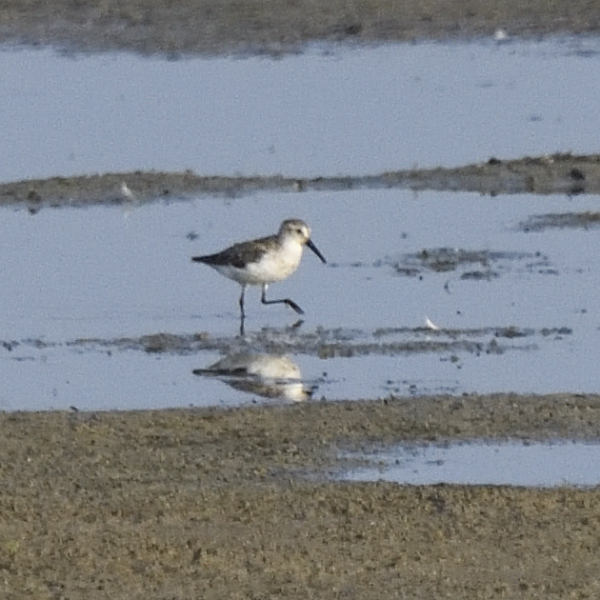 Gambecchio dell'Alaska (Calidris mauri)