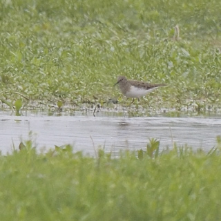 Gambecchio nano (Calidris temminckii)