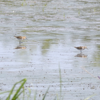 Gambecchio (Calidris minuta)