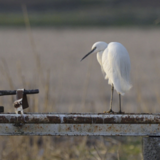 Garzetta (Egretta garzetta)