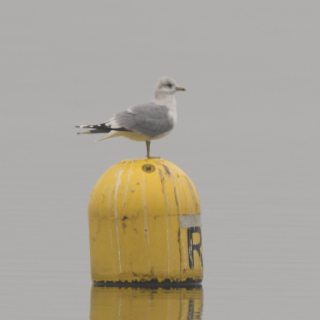 Gavina (Larus canus)