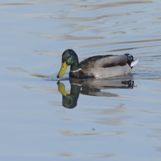 Germano reale (Anas platyrhynchos)