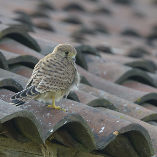 Gheppio (Falco tinnunculus)