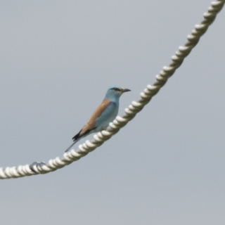 Ghiandaia marina (Coracias garrulus)