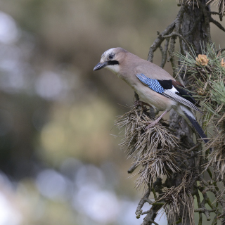 Ghiandaia (Garrulus glandarius)