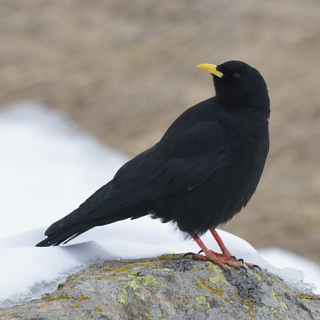 Gracchio alpino (Pyrrhocorax graculus)