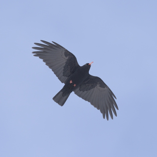 Gracchio corallino (Pyrrhocorax pyrrhocorax)