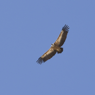 Grifone (Gyps fulvus)