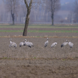 Gru europea (Grus grus)