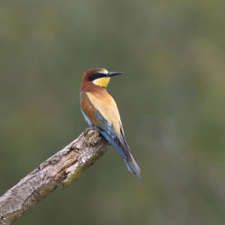 Gruccione (Merops apiaster)