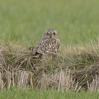 Gufo di palude (Asio flammeus)