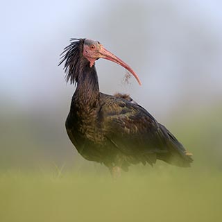 Ibis eremita (Geronticus eremita)