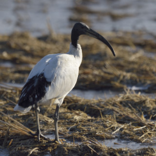 Ibis sacro (Threskiornis aethiopicus)