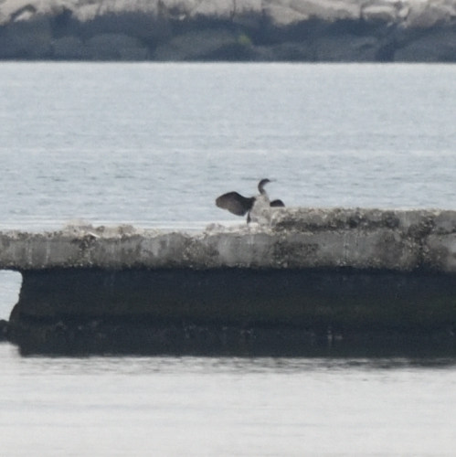 Marangone dal ciuffo (Phalacrocorax aristotelis)