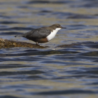 Merlo acquaiolo (Cinclus cinclus)