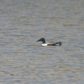 Mestolone (Spatula clypeata)