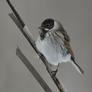 Migliarino di palude (Emberiza schoeniclus)