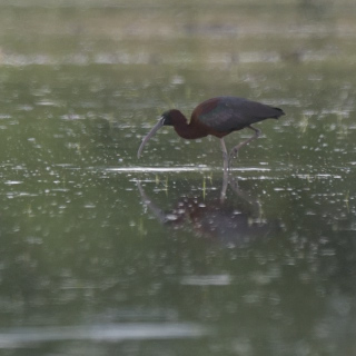 Mignattaio (Plegadis falcinellus)