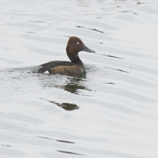 Moretta tabaccata (Aythya nyroca)