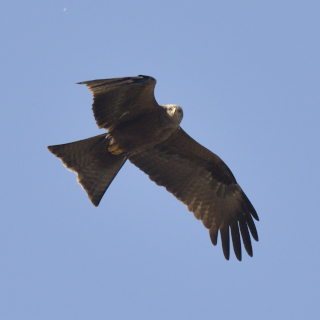 Nibbio bruno (Milvus migrans)