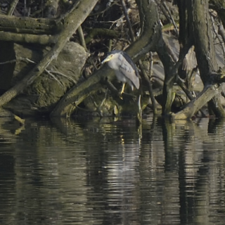 Nitticora (Nycticorax nycticorax)