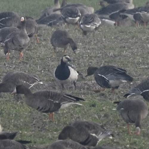 Oca facciabianca (Branta leucopsis)