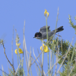 Occhiocotto (Sylvia melanocephala)