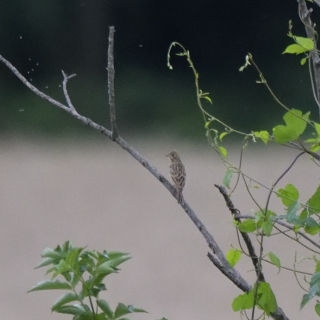 Ortolano (Emberiza hortulana)