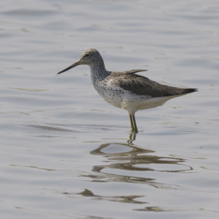 Pantana (Tringa nebularia)