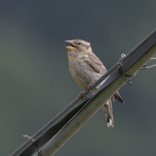 Passera lagia (Petronia petronia)