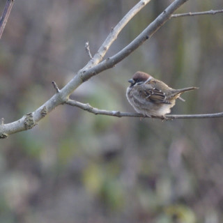 Passera mattugia (Passer montanus)