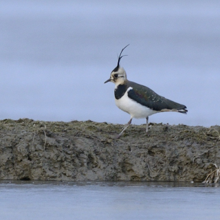 Pavoncella (Vanellus vanellus)