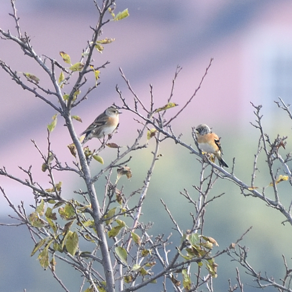 Peppola (Fringilla montifringilla)