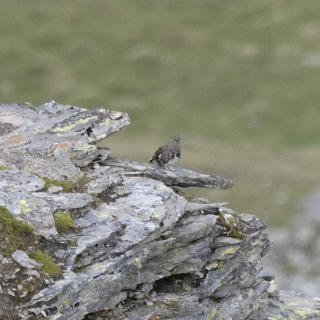 Pernice bianca (Lagopus muta)