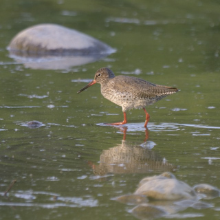 Pettegola (Tringa totanus)